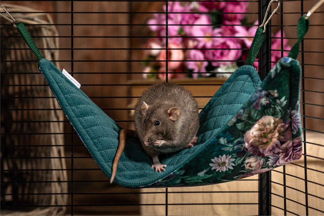 Triangular Hammock for Rats, Guinea Pigs and Chinchillas - Etsy