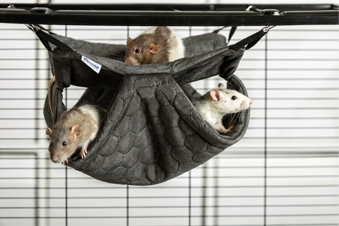 Hamak For Rats Easy to Clean Honeycomb Hammock for Chinchillas, Rats, Degus and Other ...