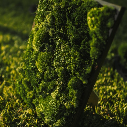 Moss Wall Art Framed Preserved Moss Wall Decor Wall Decor Etsy