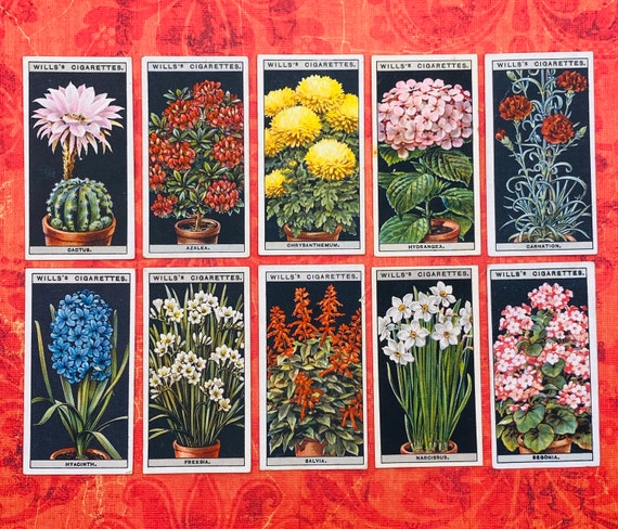 wills cigarette cards flowers Wills's Floral Collector Cards wills cigarette cards flowers Wills's Floral Collector Cards