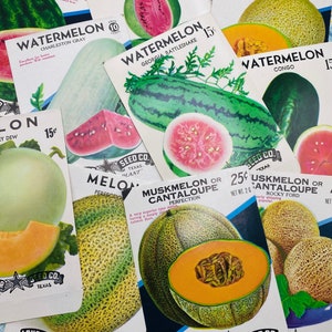 May include: Vintage seed packets for watermelon, cantaloupe, and muskmelon. The packets feature colorful illustrations of the fruits and include the names of the varieties, such as 'Georgia Rattlesnake' and 'Hale's Best'.