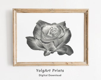 Rosa Impresión Digital, Póster imprimible de una Rosa, Cuadro de flor minimalista, Cuadro en blanco y negro