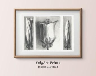 Dibujo De Flores Descargable, Póster Digital para Decoración de Pared, Cuadro para Decorar el Baño, Dibujo a Lápiz en Blanco y Negro