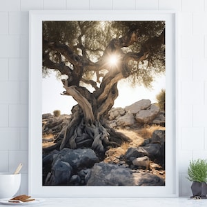Olive Tree Poster Olive Tree Landscape Poster Landscape