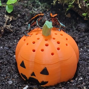 Mangeoire à mouches à fruits en forme de citrouille pour dendrobates et petits geckos, décoration de terrarium d'Halloween