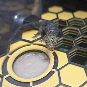 Peut inclure: Un petit gecko gris au dos texturé et à la langue rose est posé sur une plateforme de nourrissage jaune et noire en forme de nid d'abeille. La plateforme présente une découpe circulaire contenant une pâte alimentaire claire. Texte ROCKSTAR REPTILES.