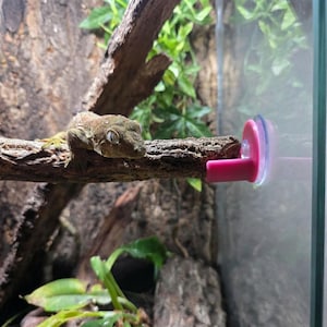 May include: A textured brown crested gecko rests on a horizontal wooden branch inside a glass enclosure. The branch is secured to the glass wall with a bright pink plastic suction cup mount, providing a stable perch for the small reptile.