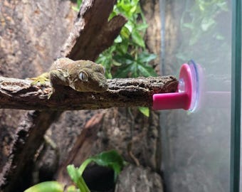 May include: A brown crested gecko resting on a textured wooden branch that is secured to a glass wall with a bright pink suction cup mount. The gecko has large eyes and a patterned skin texture, positioned horizontally across the enclosure.