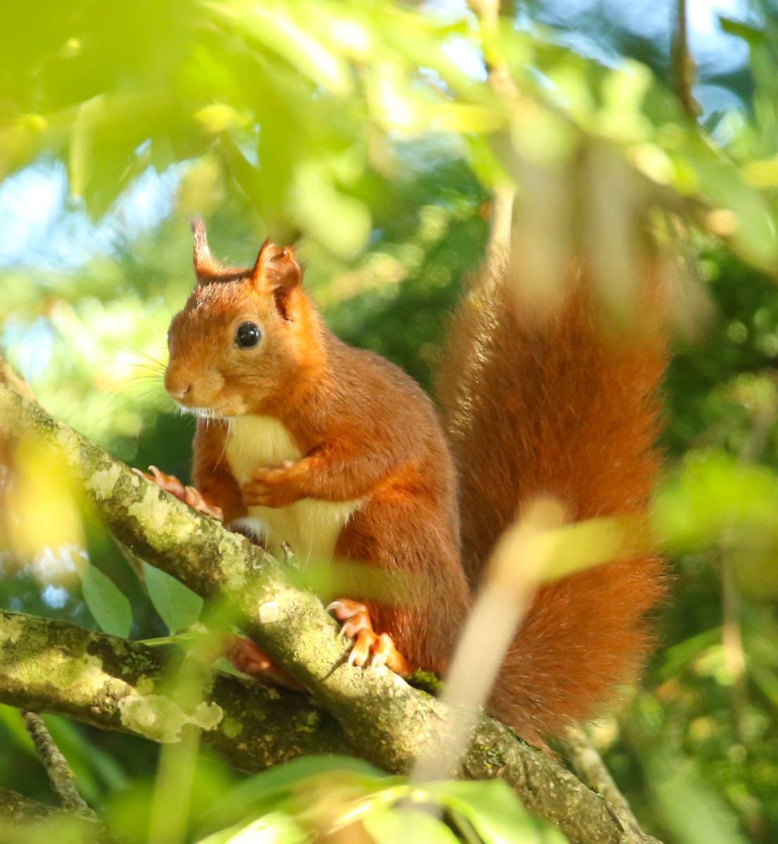 Photo Animalière sur Toile