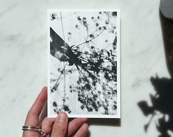 Carte postale fleurs noir et blanc