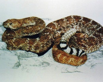 May include: Two brown and white rattlesnakes curled up together on a white background. The snakes have a distinctive diamond pattern on their scales.