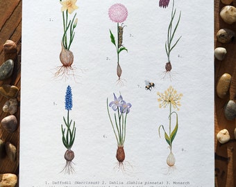 Flower Bulbs Watercolor Print | 8"x10" Signed Archival Quality Fine Art Print