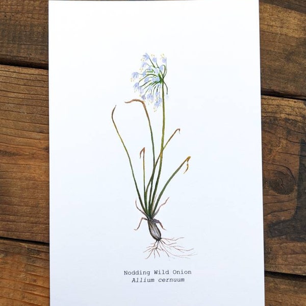 Nodding Wild Onion Watercolor Print | 4"x6" Signed Archival Quality Fine Art Print