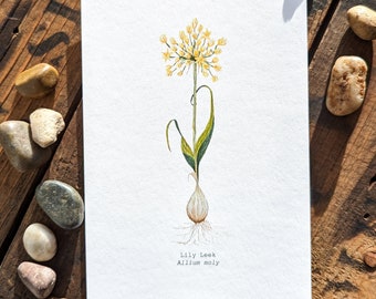 Lily Leek Watercolor Print | 4"x6" Signed Archival Quality Fine Art Print