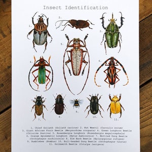 Stampa acquerello di identificazione degli insetti / Stampa artistica di qualità d&#39;archivio firmata 8&quot;x10&quot;