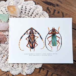 Longhorn Beetle Watercolor Print | 5&quot;x7&quot; Signed Archival Quality Fine Art Print