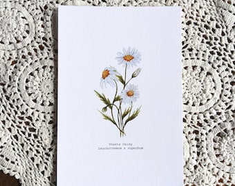 Shasta Daisy Watercolor Print | 4"x6" Signed Archival Quality Fine Art Print