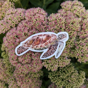 Sticker tortue caouanne | Lavable au lave-vaisselle, finition mate, vinyle découpé, impression aquarelle
