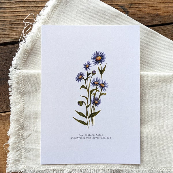 New England Aster Watercolor Print | 5"x7" Signed Archival Quality Fine Art Print