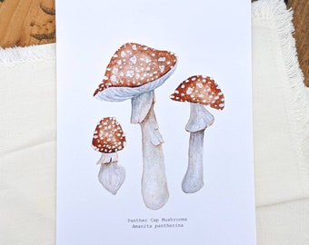 May include: Watercolor illustration of three panther cap mushrooms, also known as Amanita pantherina. The mushrooms are depicted in shades of brown, white, and gray.