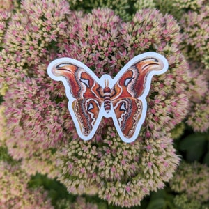 Atlas Moth Sticker Dishwasher Safe, Matte Finish, Die Cut Vinyl, Watercolor Print image 3