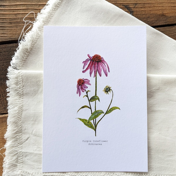 Purple Coneflower Watercolor Print | 5"x7" Signed Archival Quality Fine Art Print