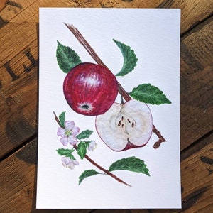 Apple Watercolor Print | 5"x7" Signed Archival Quality Fine Art Print