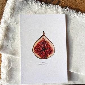 Fig Watercolor Print | 4&quot;x6&quot; Signed Archival Quality Fine Art Print