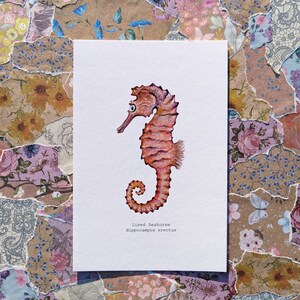 Seahorse Watercolor Print | 4&quot;x6&quot; Signed Archival Quality Fine Art Print