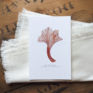 Roter Pfifferling Pilz Aquarell Druck | Signierter Kunstdruck in Archivqualität