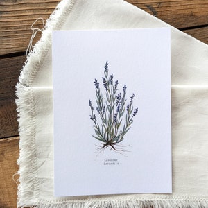 Lavender Watercolor Print | 5"x7" Signed Archival Quality Fine Art Print