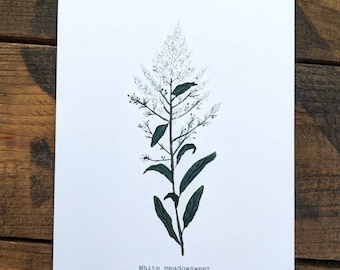White Meadowsweet Watercolor Print | 4"x6" Signed Archival Quality Fine Art Print