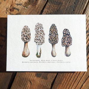 Morel Watercolor Print | 5"x7" Podpisany archiwalny wydruk artystyczny wysokiej jakości