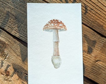 Panther Cap Mushroom Watercolor Print | 4"x6" Signed Archival Quality Fine Art Print