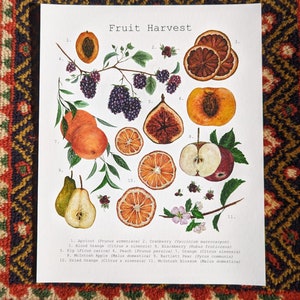 Fruit Harvest Watercolor Print | 8&quot;x10&quot; Signed Archival Quality Fine Art Print