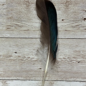 Duck Feathers for Hat Band: 5-6 Inch Craft Embellishments