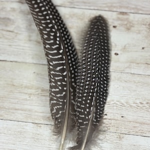 Spotted Guinea Hen Hat Feathers: Black & White Craft Supplies (6-9 Inches)