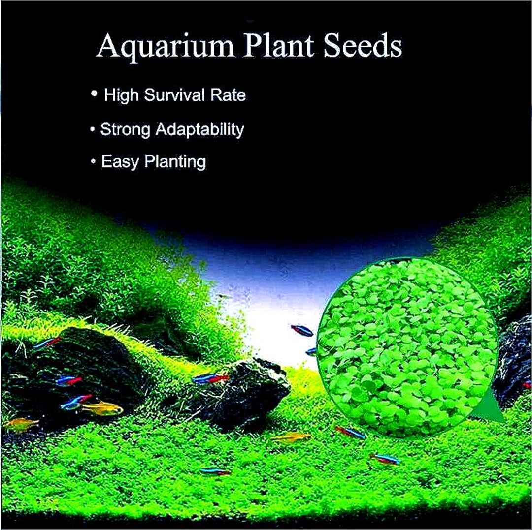LIVE AQUARIUM Plant Seeds AQUATIC Plant Seeds Fish Tank Ground Carpet ... - Aquatic Plant Propagation And Care Supplies