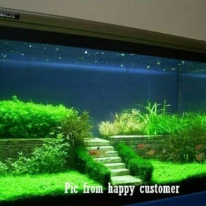 AQUARIUM LIVE Plant Seeds Fish Tank Water Grass Ground Covering Plants image 2