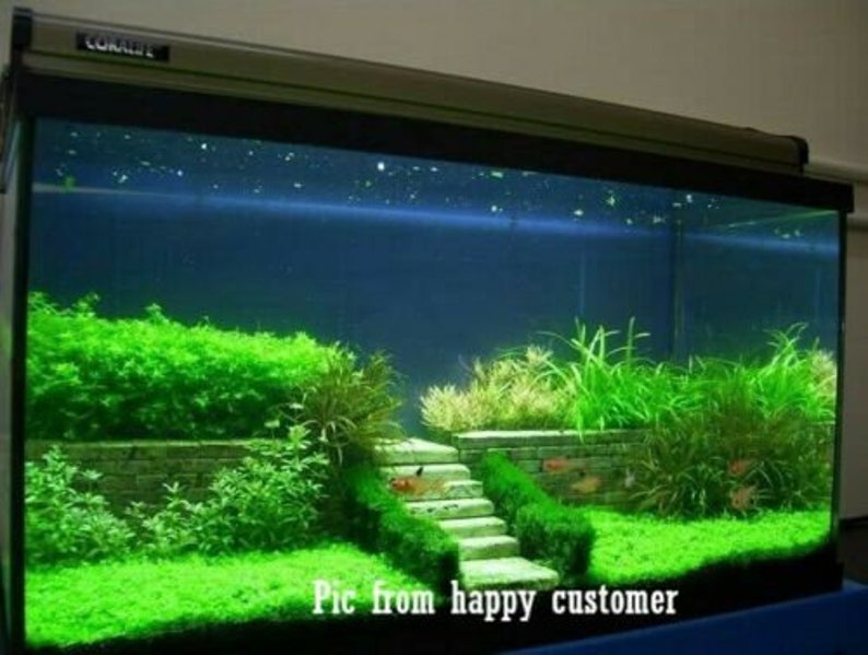 AQUARIUM LIVE Plant Seeds Fish Tank Water Grass Ground Covering Plants image 2