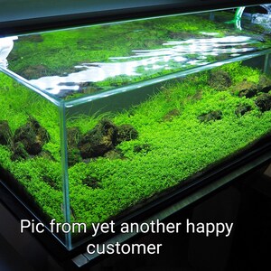 AQUARIUM LIVE Plant Seeds Fish Tank Water Grass Ground Covering Plants image 9