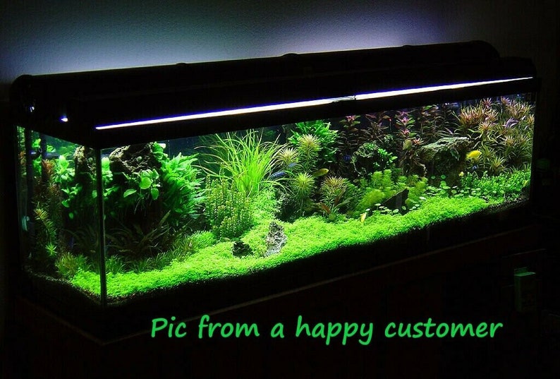 AQUARIUM LIVE Plant Seeds Fish Tank Water Grass Ground Covering Plants image 5