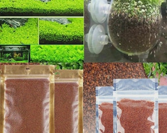 LIVE Aquarium Plant Seeds Fast Growing and Easy to Maintain Lush Green  Carpet Ground Covering Plant Monnieri & Hygrophila Great for Bettas - Etsy