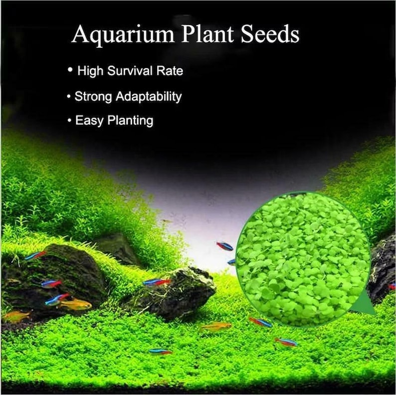 AQUARIUM LIVE Plant Seeds Fish Tank Water Grass Ground Covering Plants image 6
