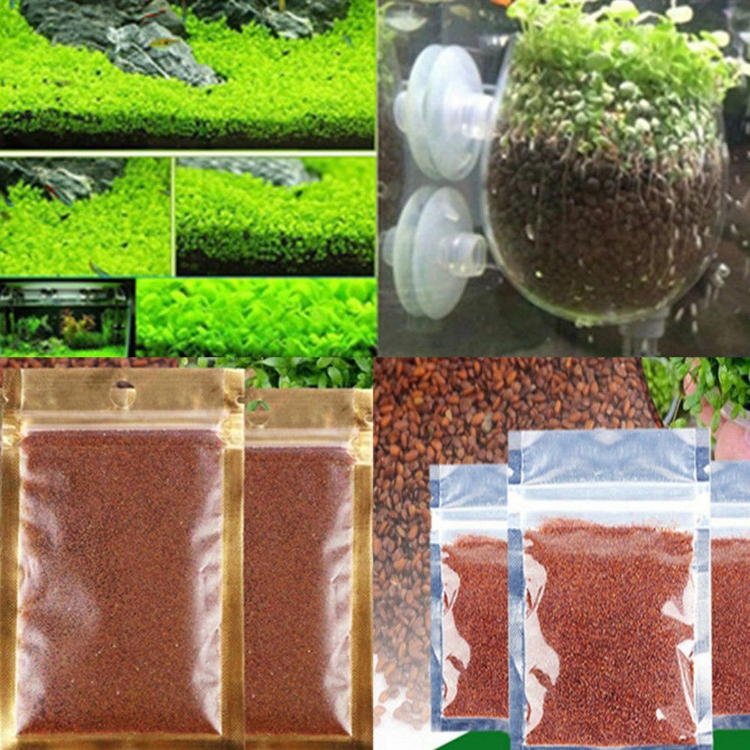 NEW LIVE AQUARIUM Plant Seeds Fish Tank Water Grass Ground Covering