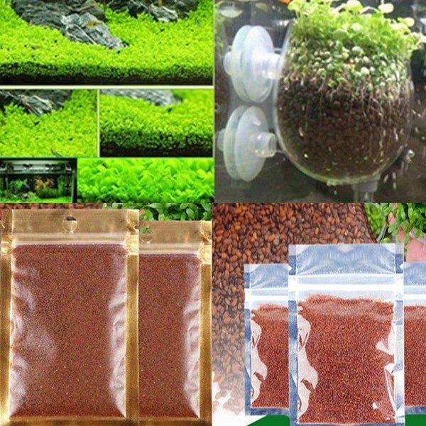 AQUARIUM LIVE Plant Seeds Fish Tank Water Grass Ground Covering Plants