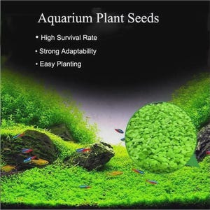 NEW LIVE Aquarium Plant Seeds Fast Growing and Easy to Maintain Lush ...
