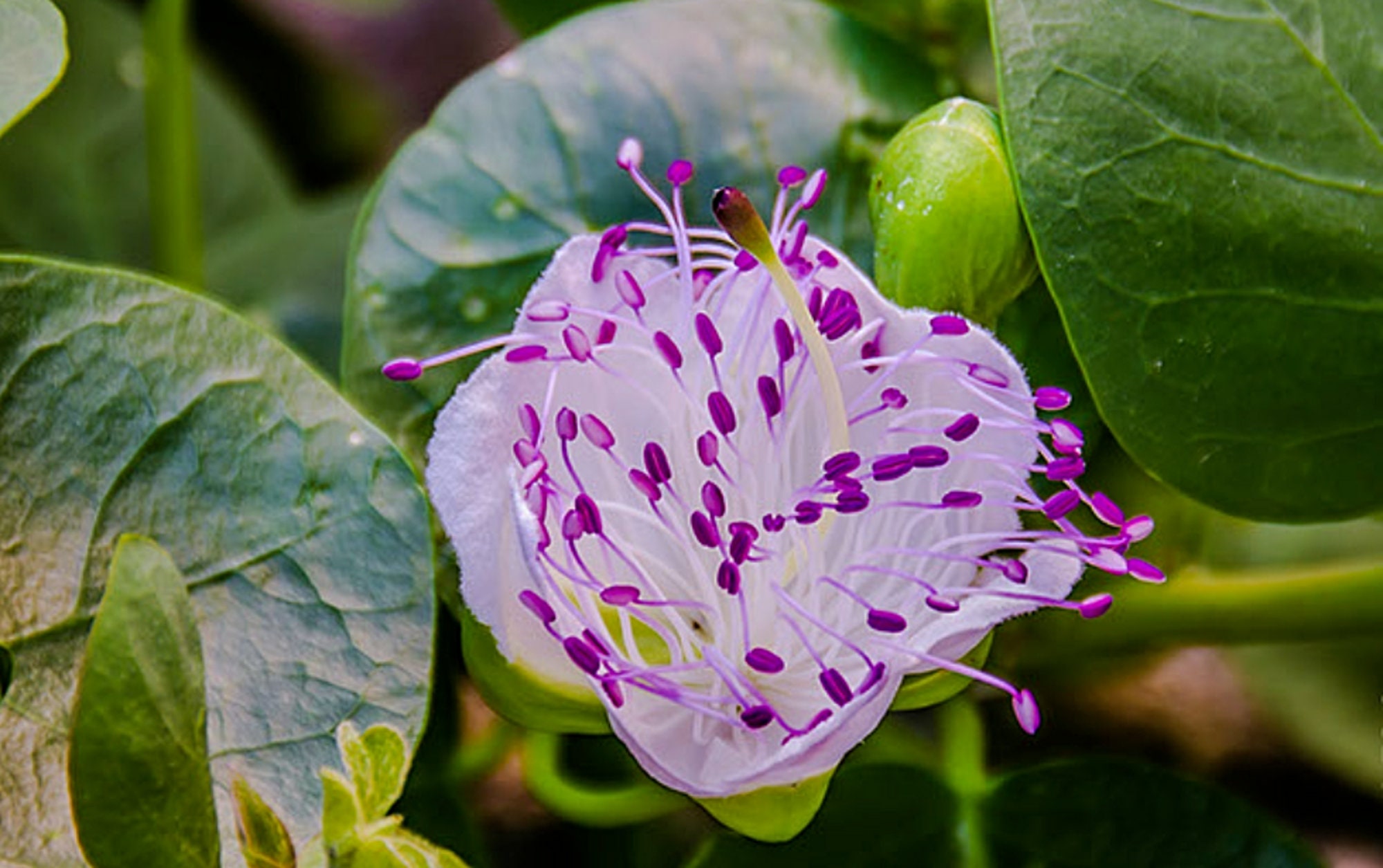 Greek Caper Leaves in Brine, From Santorini Island, Natural, 100 G 3.53 Oz Etsy Canada