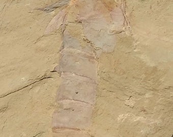 Arthropod Guangweicaris Spinatus, extinct, very rare fossil!!! Cambrian.