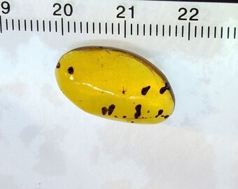 Amber with insect, Diptera Mosquito + spores of 99 million years, fossils, Cretaceous fossil!!! amber burmite